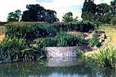 Horizontal and Vertical Reed Bed System with pond